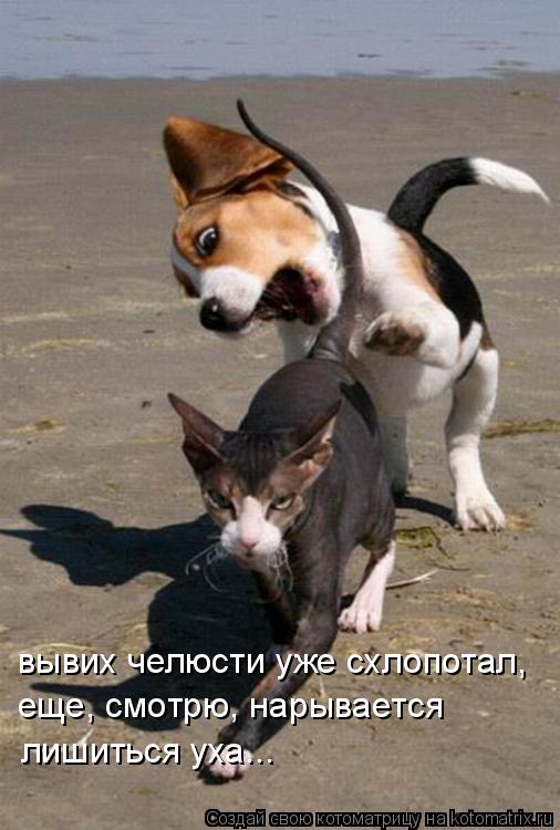 вывих челюсти уже схлопотал, еще, смотрю, нарывается лишиться уха...... Котоматрица: вывих челюсти уже схлопотал, еще, смотрю, нарывается лишиться уха...