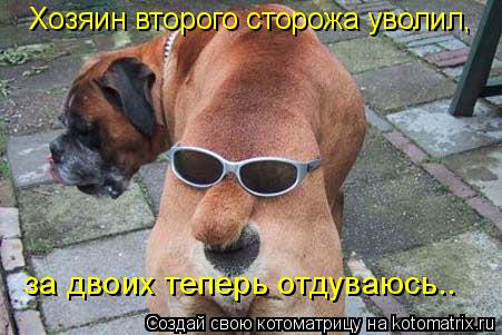Котоматрица: за двоих теперь отдуваюсь.. Хозяин второго сторожа уволил,