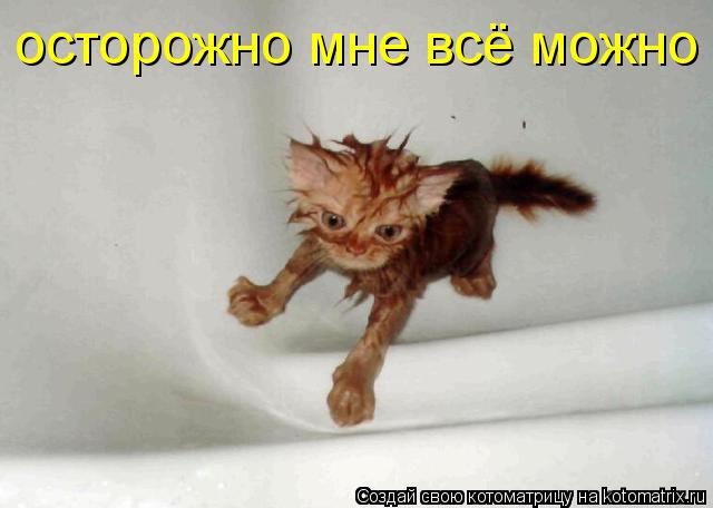 осторожно мне всё можно... Котоматрица: осторожно мне всё можно