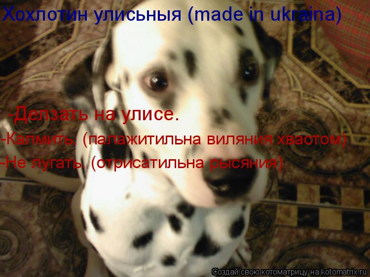 Котоматрица: Хохлотин улисьныя (made in ukraina) -Делзать на улисе. -Калмить. (палажитильна виляния хвастом) -Не лугать. (отрисатильна рысяния)