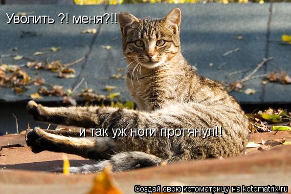 Уволить ?! меня?!! Уволить ?! меня?!! и так уж ноги протянул!! и так уж ноги протянул!!... Котоматрица: Уволить ?! меня?!! Уволить ?! меня?!! и так уж ноги протянул!! и так уж ноги протянул!!