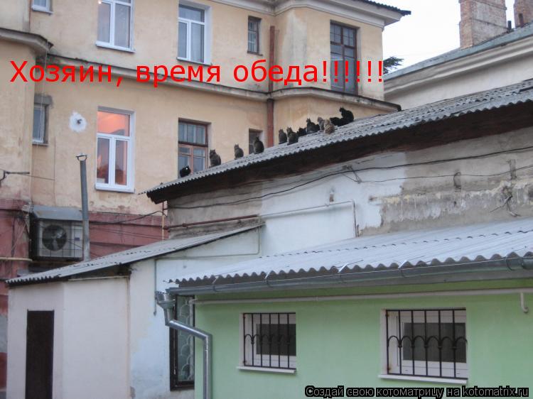 Котоматрица: Хозяин, время обеда!!!!!!