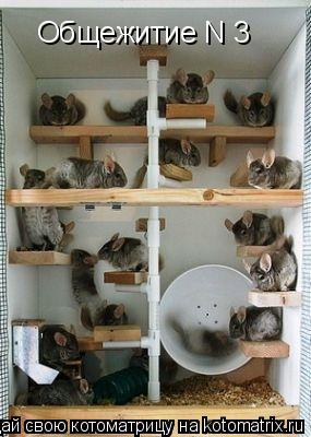 Котоматрица: Общежитие N 3
