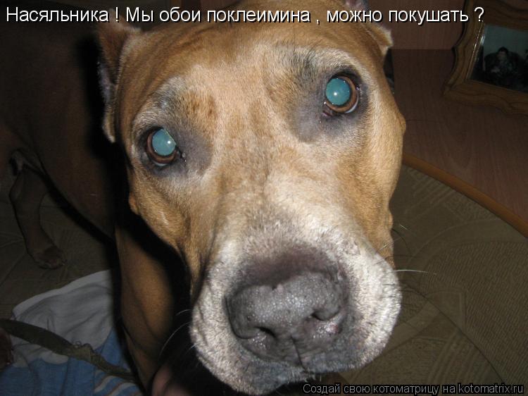 Котоматрица: Насяльника ! Мы обои поклеимина , можно покушать ?