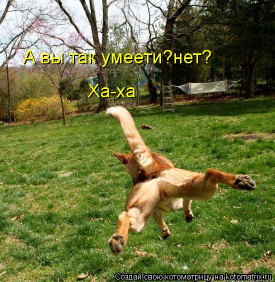 А вы так умеети?нет? А вы так умеети?нет? Ха-ха... Котоматрица: А вы так умеети?нет? А вы так умеети?нет? Ха-ха