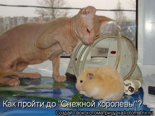 Котоматрица: Как пройти до "Снежной королевы"?