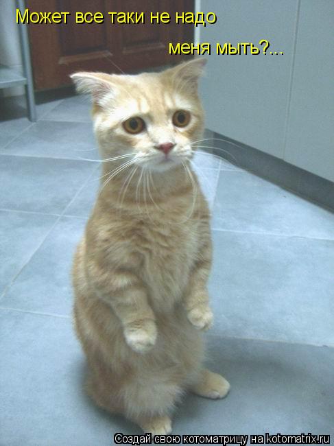 Котоматрица: Может все таки не надо меня мыть?...