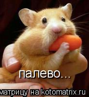 палево...... Котоматрица: палево...