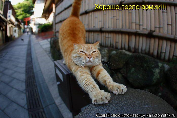 Хорошо после армии!!!... Котоматрица: Хорошо после армии!!!