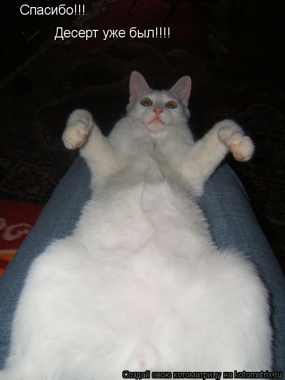 Котоматрица: Спасибо!!! Десерт уже был!!!!