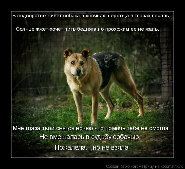 Мне глаза твои снятся ночью,что помочь тебе не смогла Не вмешалась в судьбу собачью, Пожалела...,но н... Котоматрица: Мне глаза твои снятся ночью,что помочь тебе не смогла Не вмешалась в судьбу собачью, Пожалела...,но не взяла. В подворотне живет собака,в клоч
