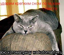 Котоматрица: ударим крепким сном по мукам совести