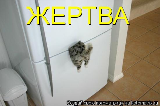Котоматрица: ЖЕРТВА