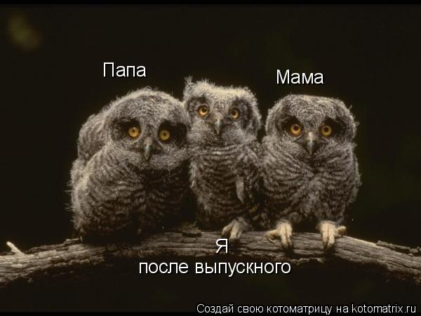 Мама Папа Я после выпускного... Котоматрица: Мама Папа Я после выпускного