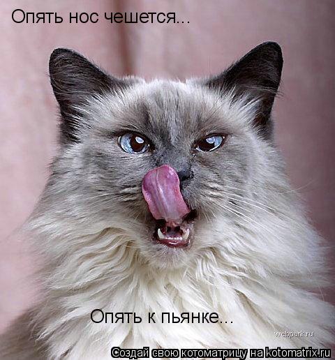 Котоматрица: Опять нос чешется... Опять к пьянке...