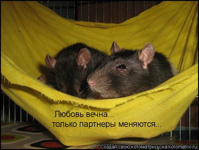 Любовь вечна... только партнеры меняются...... Котоматрица: Любовь вечна... только партнеры меняются...
