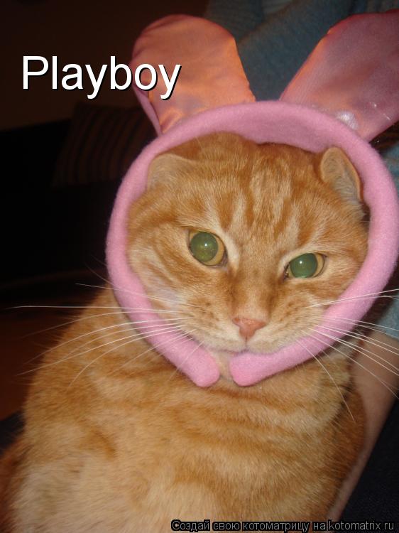 Котоматрица: Playboy
