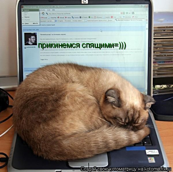 прикинемся спящими=)))... Котоматрица: прикинемся спящими=)))