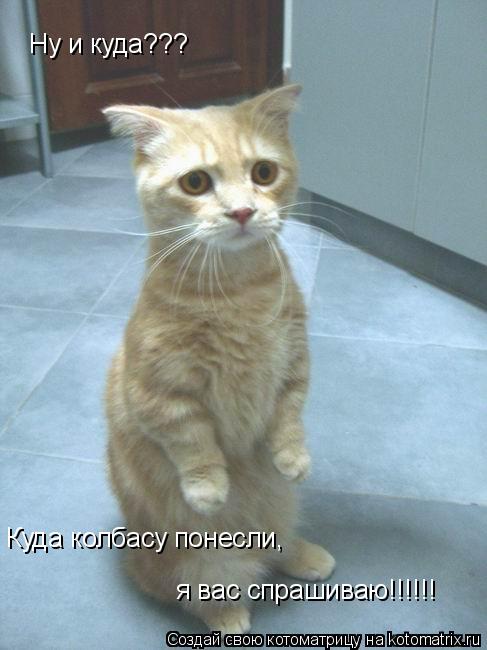 Котоматрица: Ну и куда??? Куда колбасу понесли,  я вас спрашиваю!!!!!!