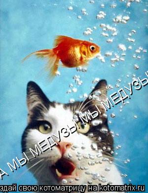 Котоматрица: А МЫ МЕДУЗЫ МЫ МЕДУЗЫ)