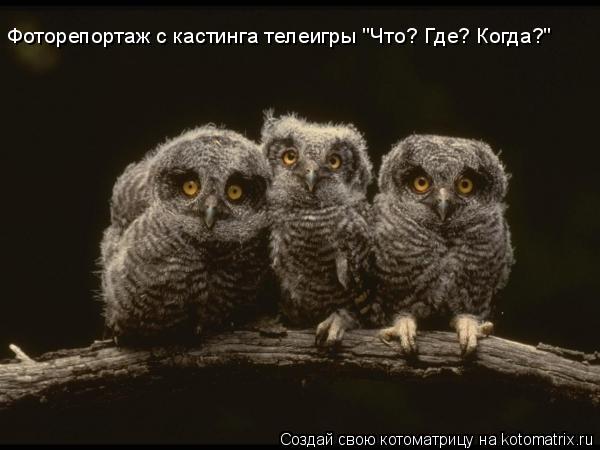 Фоторепортаж с кастинга телеигры "Что? Где? Когда?"... Котоматрица: Фоторепортаж с кастинга телеигры "Что? Где? Когда?"