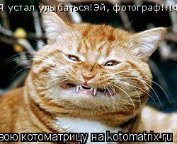 Котоматрица: Я устал улыбаться!Эй, фотограф!!!Фоткай быстрее!