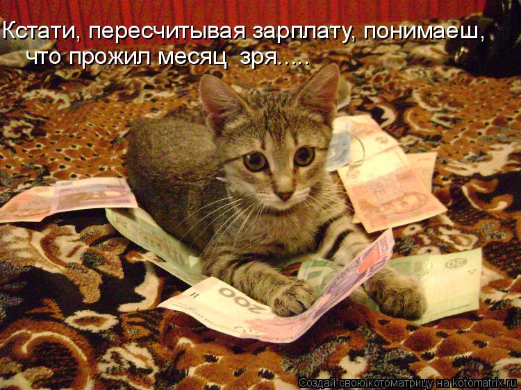 Котоматрица: Кстати, пересчитывая зарплату, понимаеш, что прожил месяц  зря.....