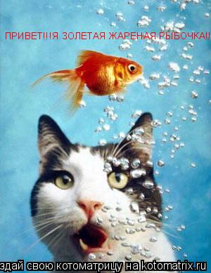 ПРИВЕТ!!!Я ЗОЛЕТАЯ ЖАРЕНАЯ РЫБОЧКА!!... Котоматрица: ПРИВЕТ!!!Я ЗОЛЕТАЯ ЖАРЕНАЯ РЫБОЧКА!!