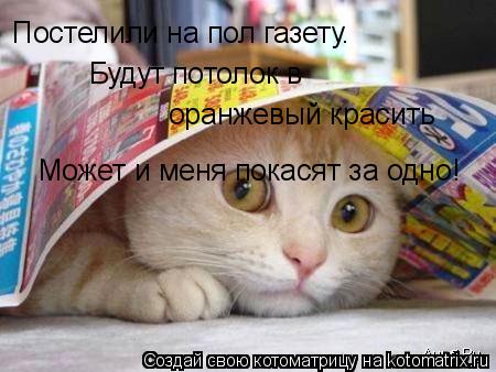 Постелили на пол газету. Будут потолок в оранжевый красить Может и меня покасят за одно!... Котоматрица: Постелили на пол газету. Будут потолок в оранжевый красить Может и меня покасят за одно!
