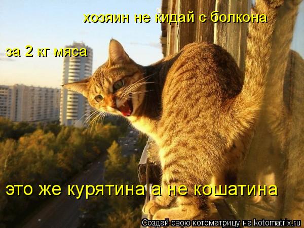 хозяин не кидай с болкона за 2 кг мяса это же курятина а не кошатина... Котоматрица: хозяин не кидай с болкона за 2 кг мяса это же курятина а не кошатина