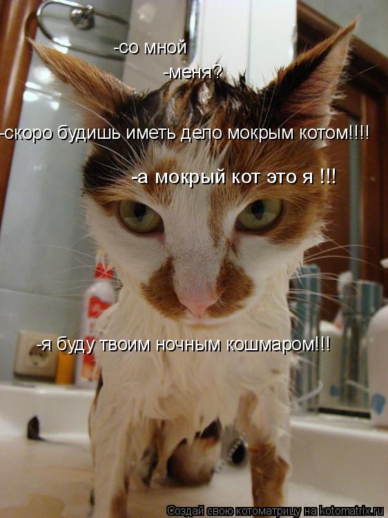 Котоматрица: -со мной -меня? -скоро будишь иметь дело мокрым котом!!!! -а мокрый кот это я !!!  -я буду твоим ночным кошмаром!!!