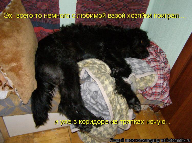 Котоматрица: Эх, всего-то немного с любимой вазой хозяйки поиграл.... и уже в коридоре на тряпках ночую...