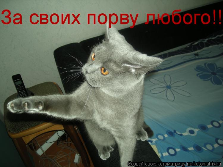 Котоматрица: За своих порву любого!!!!!