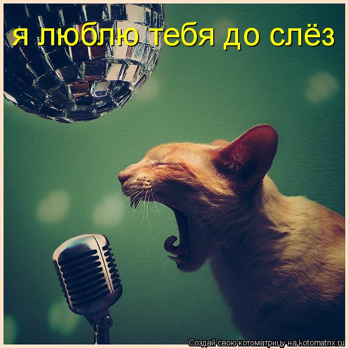 Котоматрица: я люблю тебя до слёз