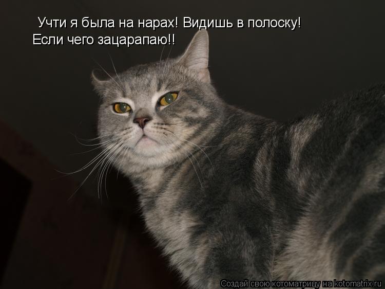 Учти я была на нарах! Видишь в полоску! Если чего зацарапаю!!... Котоматрица: Учти я была на нарах! Видишь в полоску! Если чего зацарапаю!!