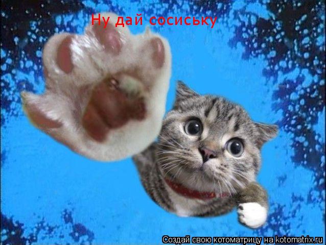 Котоматрица: Ну дай сосиську