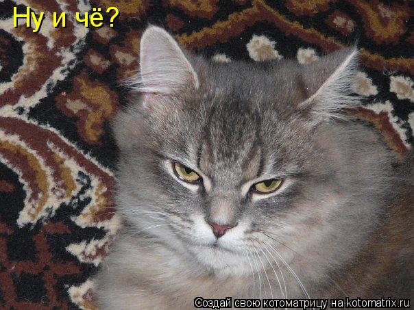 Котоматрица: Ну и чё?