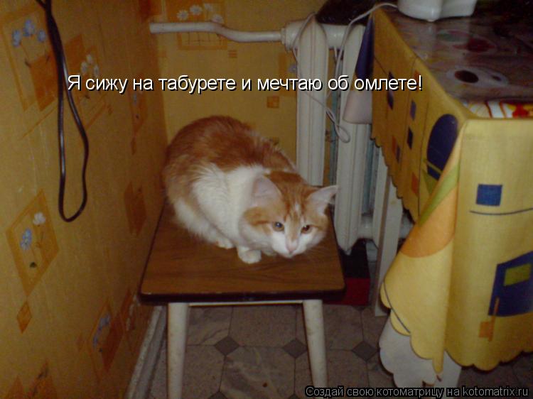 Котоматрица: Я сижу на табурете и мечтаю об омлете!