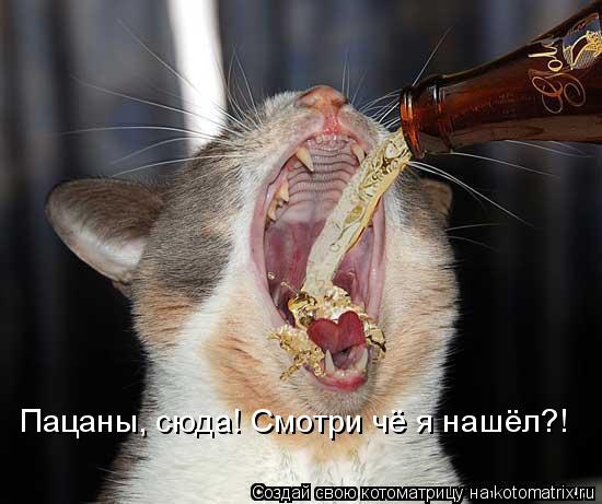Котоматрица: Пацаны, сюда! Смотри чё я нашёл?!