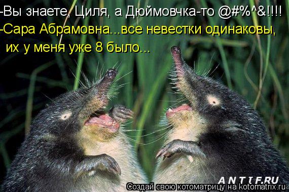 Котоматрица: -Вы знаете, Циля, а Дюймовчка-то @#%^&!!!! -Сара Абрамовна...все невестки одинаковы, их у меня уже 8 было...