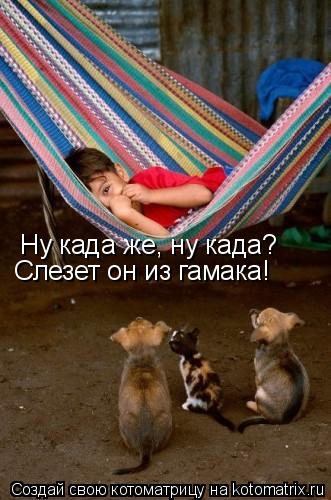 Котоматрица: Ну када же, ну када?  Слезет он из гамака!