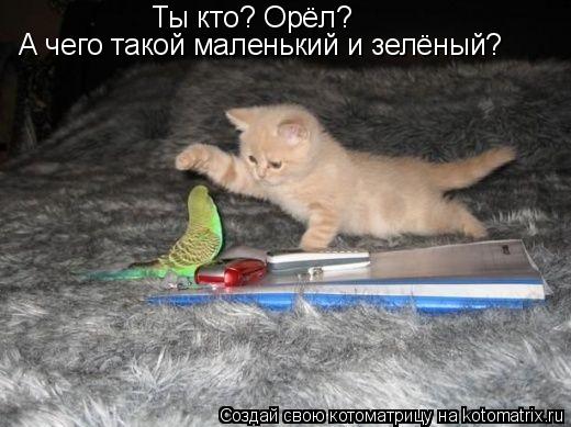 Ты кто? Орёл? А чего такой маленький и зелёный?... Котоматрица: Ты кто? Орёл? А чего такой маленький и зелёный?