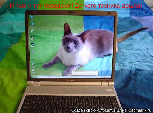 Котоматрица: - И там и тут передают! До чего техника дошла!