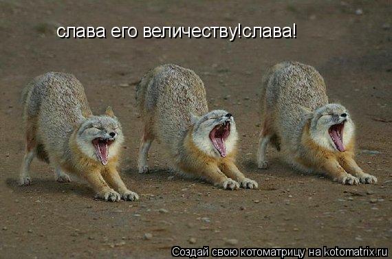 Котоматрица: слава его величеству!слава!