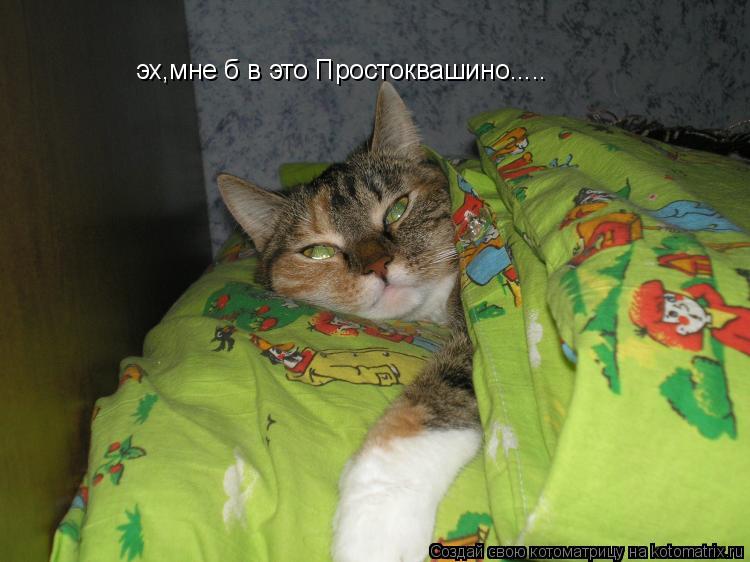 Котоматрица: эх,мне б в это Простоквашино.....