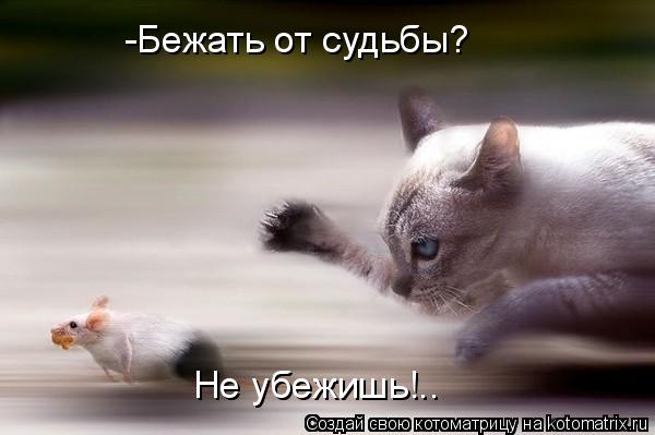Котоматрица: -Бежать от судьбы? Не убежишь!..