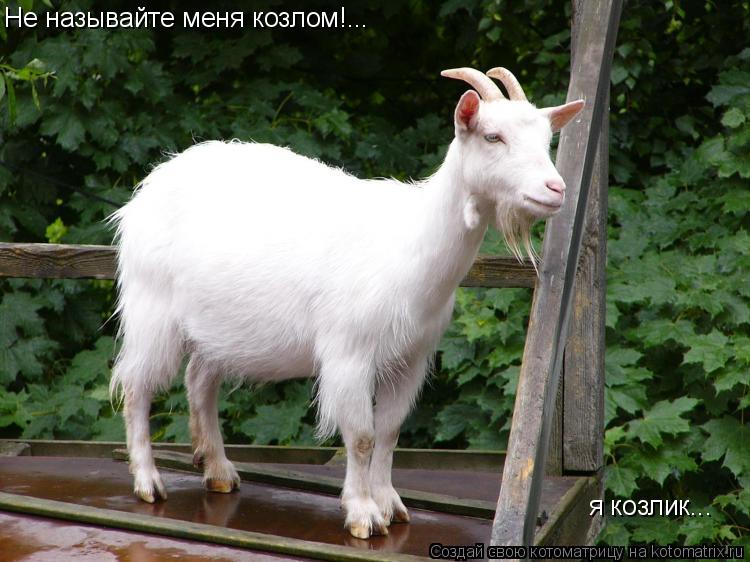 Котоматрица: Не называйте меня козлом!... я козлик...