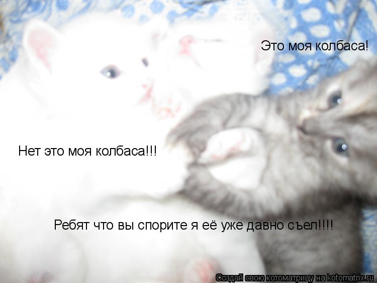 Котоматрица: Это моя колбаса!   Нет это моя колбаса!!! Ребят что вы спорите я её уже давно съел!!!!