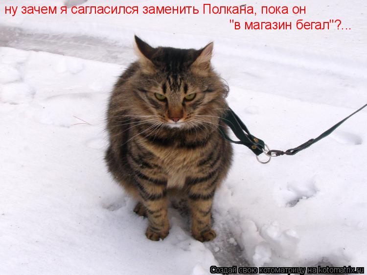 Котоматрица: ну зачем я сагласился заменить Полкана, пока он  "в магазин бегал"?...