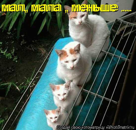 Котоматрица: мал, мала , меньше ... мал, мала , меньше ...